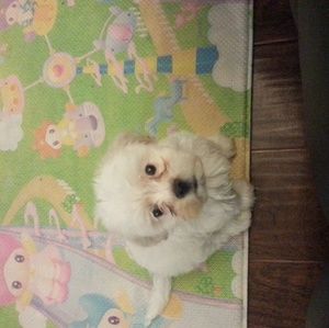 Meet your Posher, Jin